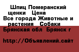 Шпиц Померанский щенки › Цена ­ 25 000 - Все города Животные и растения » Собаки   . Брянская обл.,Брянск г.